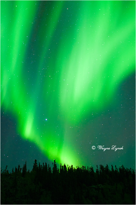 Aurora Borealis by Dr. Wayne Lynch &copy;